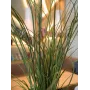 EUROPALMS umelá trstina, 145cm, zelená/hnedá, predpestovaná 82600229