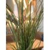 EUROPALMS umelá trstina, 145cm, zelená/hnedá, predpestovaná 82600229