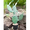 EUROPALMS listový kaktus umelá rastlina, 76 cm, v kvetináči, zelená 82600064