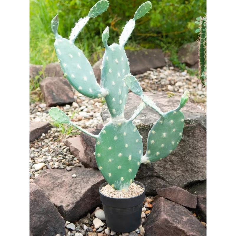 EUROPALMS listový kaktus umelá rastlina, 76 cm, v kvetináči, zelená 82600064