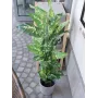 EUROPALMS Dieffenbachia umelá rastlina 120cm 82508306