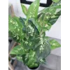EUROPALMS Dieffenbachia umelá rastlina 120cm 82508306