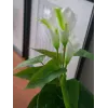 EUROPALMS Calla mini umelá rastlina kala, biela, 43 cm 82540347