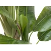 EUROPALMS umelý banánovník, 170cm, zelené listy, čierny kvetináč 82509539