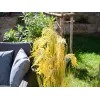 EUROPALMS umelý zväzok trstiny, 118 cm 82600136