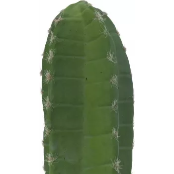 EUROPALMS mexický kaktus umelá rastlina, zelená, 97 cm 82801070