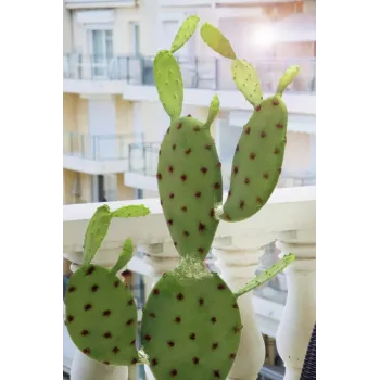 EUROPALMS listový kaktus umelá rastlina, 75cm 82600068