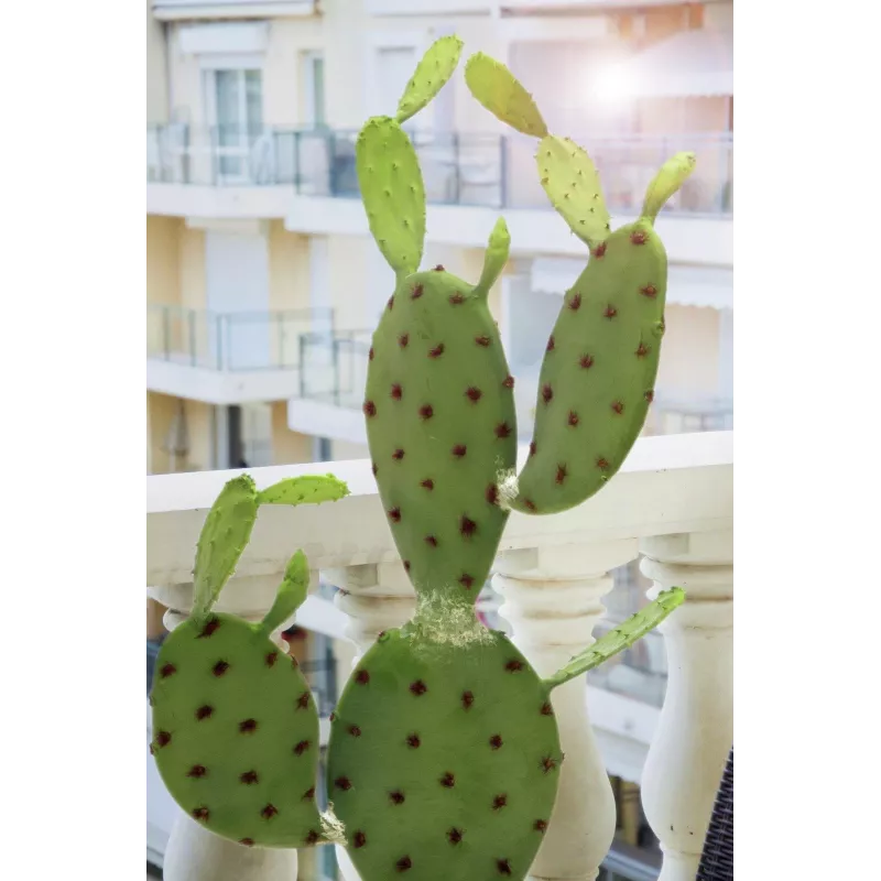 EUROPALMS listový kaktus umelá rastlina, 75cm 82600068