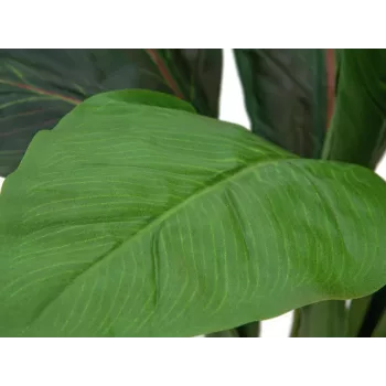 EUROPALMS umelý krík mangoldu, 45 cm, zelený 82508302