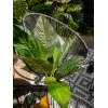 EUROPALMS umelý krík mangoldu, 45 cm, zelený 82508302