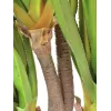 EUROPALMS umelá rastlina agáve Sabretooth, 185 cm 82600030
