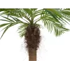 EUROPALMS Luxor zakrivená umelá phoenix palma, 240cm 82510726