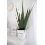 EUROPALMS umelá rastlina aloe vera, 60 cm, čierny kvetináč 82600167