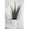 EUROPALMS umelá rastlina aloe vera, 60 cm, čierny kvetináč 82600167