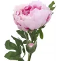 EUROPALMS Peony Branch Classic, umelá rastlina, ružová, 80cm 82530210