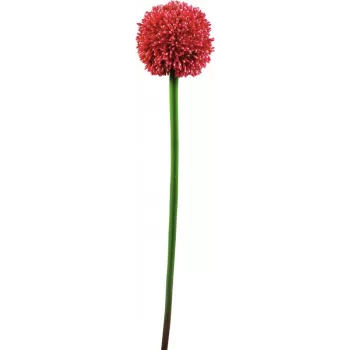 EUROPALMS umelá stonka allium, červená, 55cm 82530568