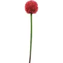 EUROPALMS umelá stonka allium, červená, 55cm 82530568