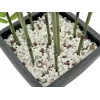 EUROPALMS umelý bambus v dekoračnej miske, 120 cm 82509261