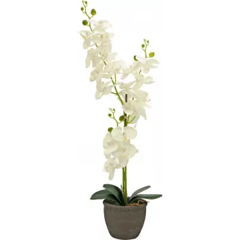 EUROPALMS orchidea umelá rastlina, krémová, 80 cm 82530361