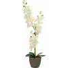EUROPALMS orchidea umelá rastlina, krémová, 80 cm 82530361