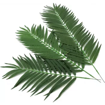 EUROPALMS umelé kokosové palmové listy, 80 cm, sada 12 dielov 82509895