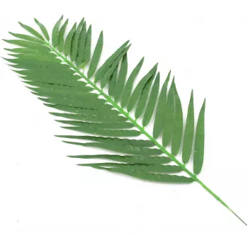 EUROPALMS umelé kokosové palmové listy, 90 cm, 12 ks, zelené 82509896