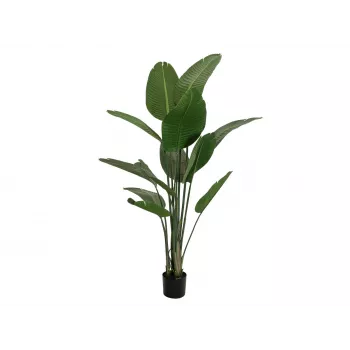 EUROPALMS umelá strelície, 170 cm 82540523