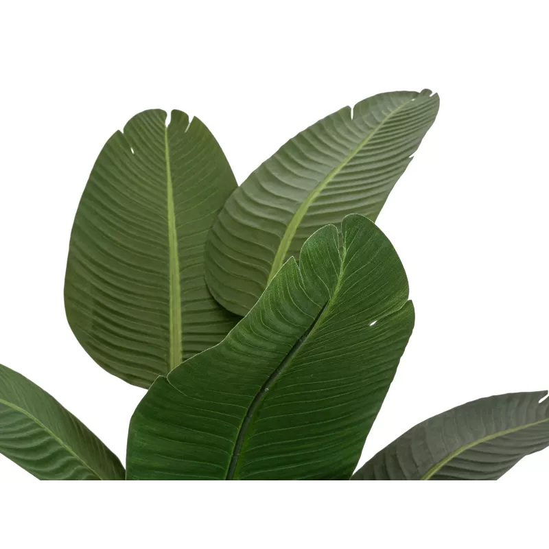 EUROPALMS umelá strelície, 170 cm 82540523