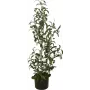 EUROPALMS umelý olivovník, 90 cm 82506422