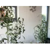 EUROPALMS umelý olivovník, 90 cm 82506422
