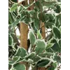 EUROPALMS strieborný fikus Benjamina umelá rastlina, 180 cm 82506116