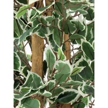 EUROPALMS strieborný fikus Benjamina umelá rastlina, 180 cm 82506116