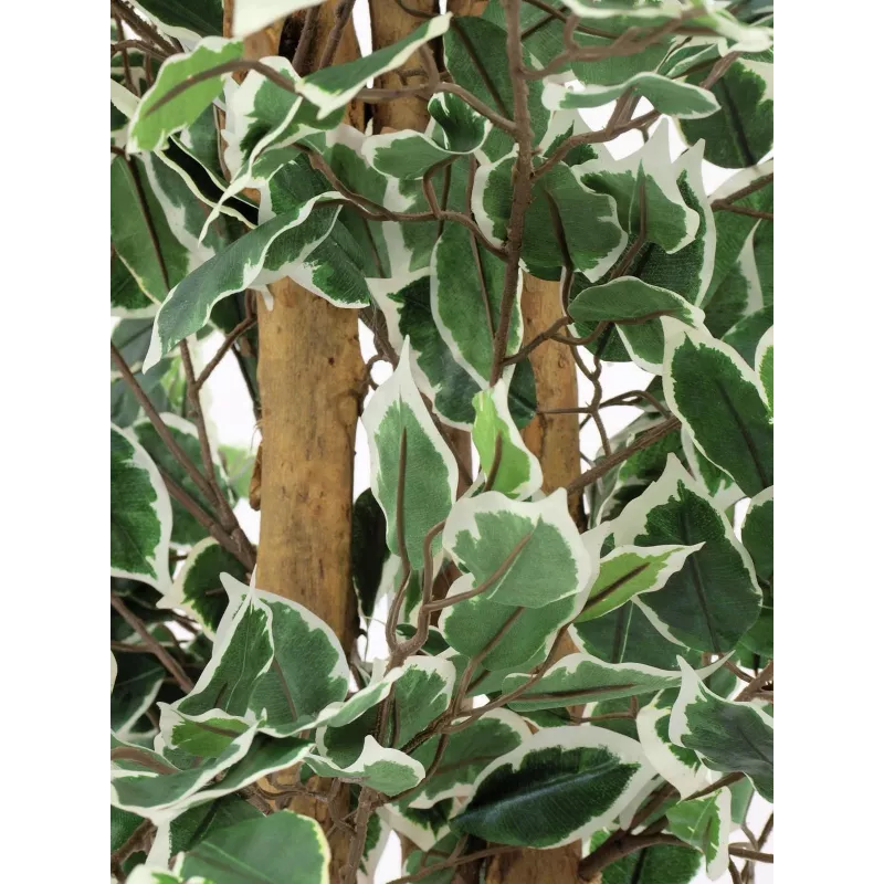 EUROPALMS strieborný fikus Benjamina umelá rastlina, 180 cm 82506116