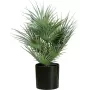 EUROPALMS umelá vejárová palma v kvetináči, 55 cm 82509401