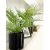EUROPALMS umelá vejárová palma v kvetináči, 55 cm 82509401