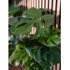 EUROPALMS Monstera deliciosa umelá rastlina, 90 cm 82600220
