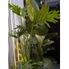 EUROPALMS Split-Leaf Philodendron umelá rastlina, 120 cm 82600222