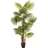EUROPALMS umelá vejárová palma, 165 cm 82509305