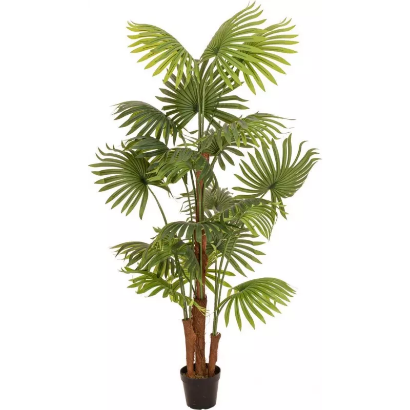 EUROPALMS umelá vejárová palma, 165 cm 82509305