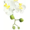EUROPALMS umelá aranžmán orchideí 1, v kvetináči, bielo-ružová, 60 cm 82530346