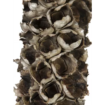 EUROPALMS Cacho Coco umelá kokosová palma, 120-190 cm, pravý drevený kmeň, 12 listov, interiérová 83502349