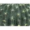 EUROPALMS umelý guľovitý kaktus, 34 cm 82600063