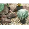 EUROPALMS umelý guľovitý kaktus, 34 cm 82600063