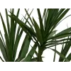 EUROPALMS Dracena umelá rastlina, zelená, 170 cm 82505799