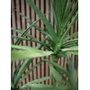 EUROPALMS Dracena umelá rastlina, zelená, 170 cm 82505799