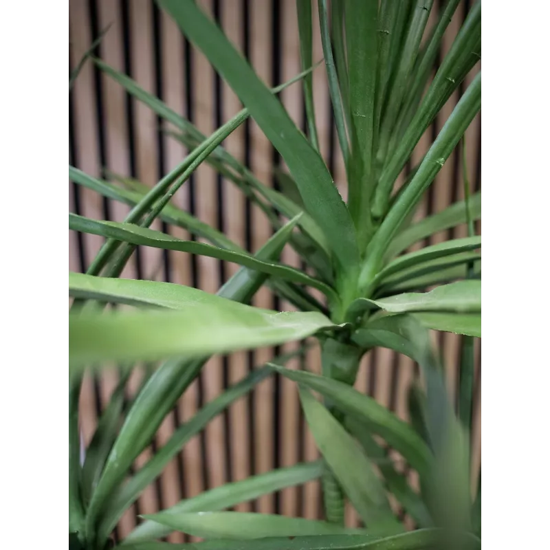 EUROPALMS Dracena umelá rastlina, zelená, 170 cm 82505799