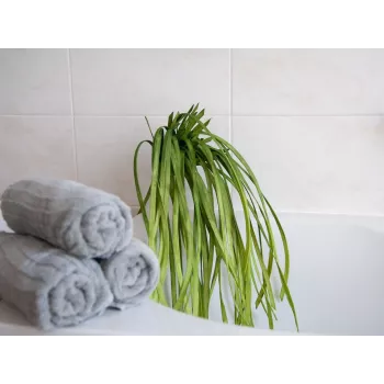 EUROPALMS umelá morská tráva (EVA), zelená 82531062