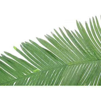 EUROPALMS Umelý list kokosovej kráľovskej palmy, 180cm 82509847