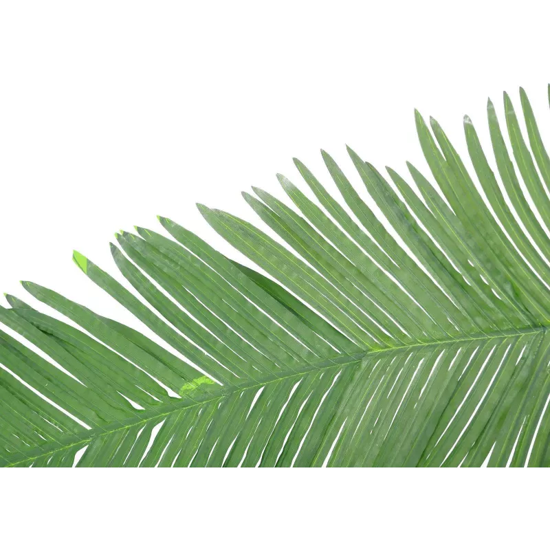 EUROPALMS Umelý list kokosovej kráľovskej palmy, 180cm 82509847