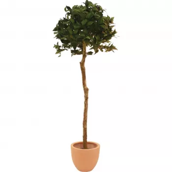 EUROPALMS Umelý vavrínový guľový strom, 180cm 82506946
